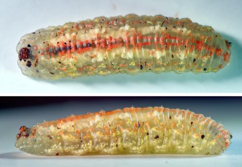 Réf. 302 661 : Syrphus torvus